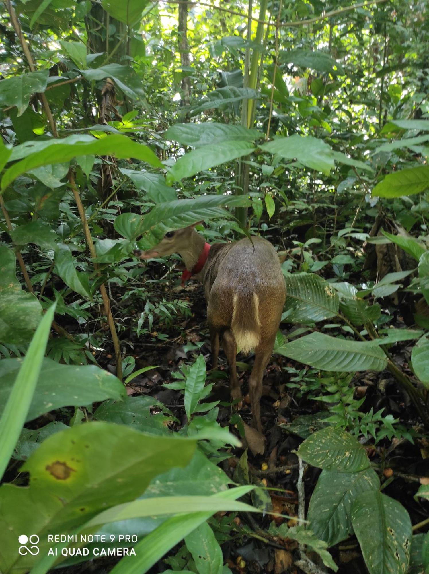 Castana Amazon Park Ostello Puerto Maldonado Esterno foto