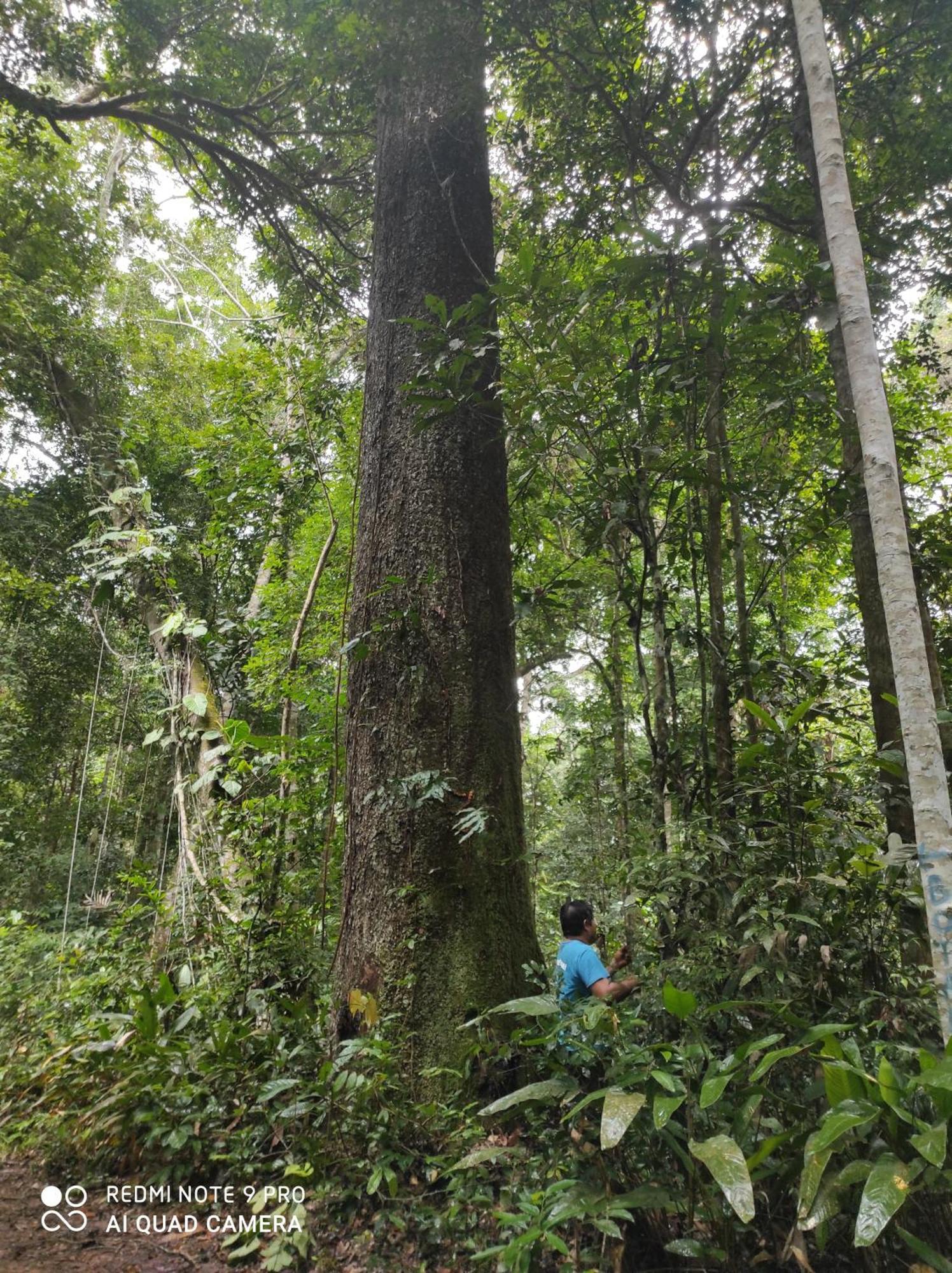 Castana Amazon Park Ostello Puerto Maldonado Esterno foto